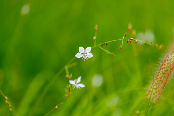 Close-up of white Whirling Butterflies (Gaura) flowers blooming in spring.