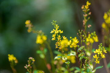 Close-up photo of yellow Galphimia gracilis flowers in full bloom in summer.