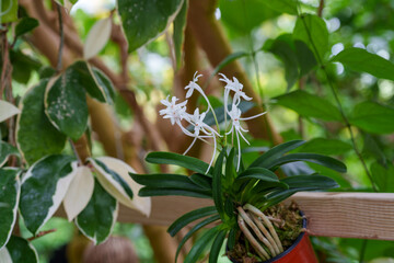 Close-up of white Neofinetia falcata flowers growing in a pot in spring.