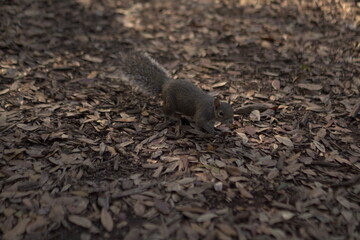 squirrel on the ground