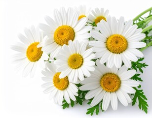 Fototapeta premium Chamomile or camomile flowers isolated on white background