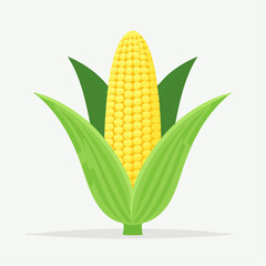 Vector corn with yellow kernels and green husk, flat style, minimal clean design, isolated