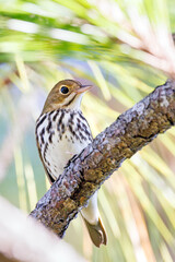 An ovenbird (Seiurus aurocapilla) at Highlands Hammock State Park, Florida