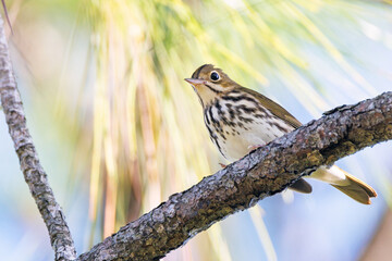 An ovenbird (Seiurus aurocapilla) at Highlands Hammock State Park, Florida