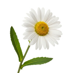 Fototapeta premium daisy isolated on white background