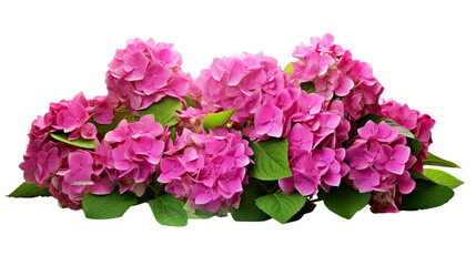 Obraz premium pink hydrangea flowers on white background