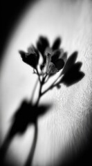 Abstract monochrome image of a flower silhouetted against a textured background. The soft focus and vignette create an ethereal and dreamlike quality