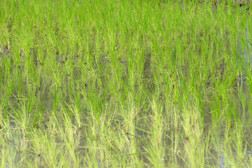 green rice field as nature background