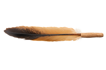 A beautifully detailed feather with shades of brown and cream, resting on a white background.