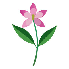 saponaria officinalis vector on white