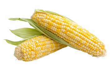 Fresh corn on the cob with green husks on a white isolated background.