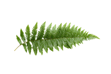 Single green fern leaf isolated on a white background.