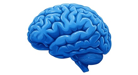 Brain Illustration in Blue Color on White Background for Education
