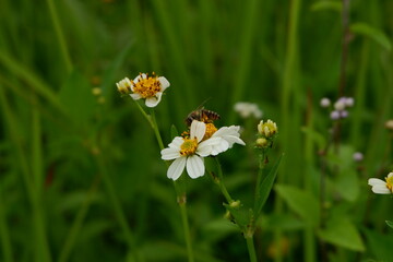 Bee Collecting Nectar on White Flower