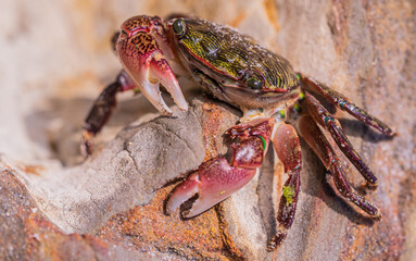 Southern California Crab