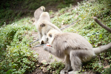 Group of Gray Langur Monkeys Resting in Nature