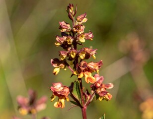 Obraz premium Close-up of a vibrant, clustered flower stalk with reddish-brown and yellowish-orange blooms