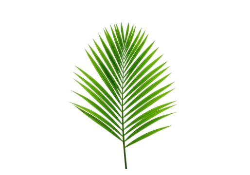 Vibrant Green Palm Leaf with Detailed Veins and Sharp Tips