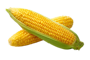 Freshly harvested corn on the cob ready for cooking. It represents healthy eating and is a staple in various cuisines.
