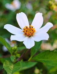 Obraz premium Delicate white flower with yellow center