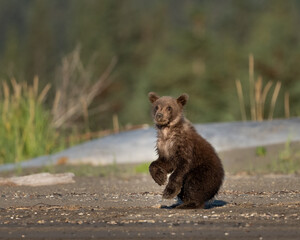 Obraz premium Small bear cub starting to try and stand
