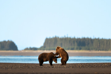 Two young bear cubs playing in the mornng © feeferlump