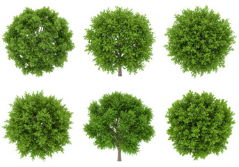 Six Lush Green Trees Overhead View Collection