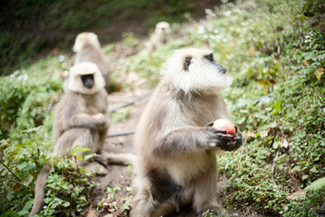 Gray Langur Monkey Eating Fruit in the Wild