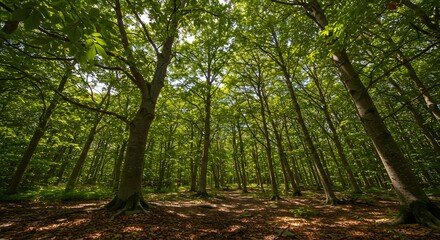 Obraz premium Dense forest canopy sunlight