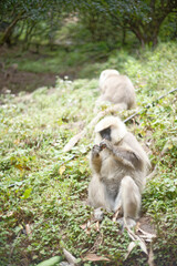Semnopithecus dussumieri Feeding in Natural Habitat