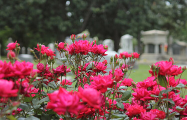 Roses At Historic Oakwood Cemetery in Tyler TX
