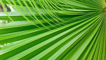 Close-up of vibrant palm fronds © Kapass