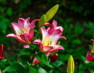 Fototapeta premium Close-up of beautiful pink and white lilies