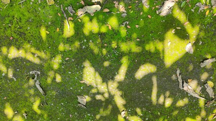 Green mossy ground covered with dry fallen leaves, natural texture background. A top-down shot capturing a surface covered in lush green moss, with dry, brown fallen leaves scattered across it.