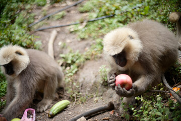 Wildlife Photography of Monkey Eating in Forest