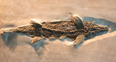 Fossilized remains of a Saurodon fish, an extinct genus from the Late Cretaceous period, embedded in a sedimentary rock matrix. 
