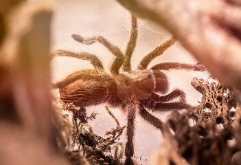 A large tarantula, with its hairy body and legs, navigates through a natural, earthy environment. 
