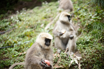 Gray Langur Monkey Eating Fruit in the Wild