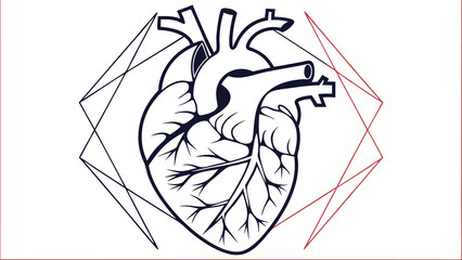 Anatomical Human Heart Line Art Vector Illustration.
