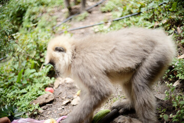 Semnopithecus dussumieri Feeding in Natural Habitat
