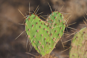 A Heart of Thorns © Mary