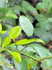 fly on leaf