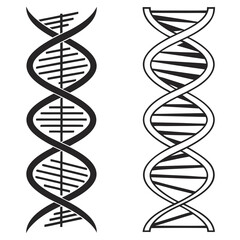 Dna strand silhouette, genetic code