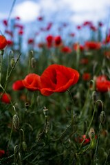 Vibrant Red Poppies in a Field