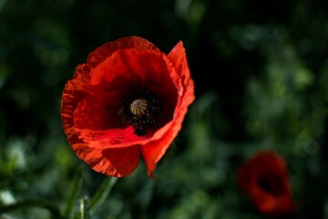 Close-up of a vibrant red poppy flower.