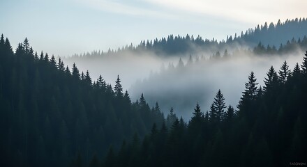 Misty Forest Landscape - A Serene View of Natures Beauty.