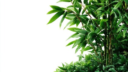 Naklejka premium Lush bamboo foliage against a white background
