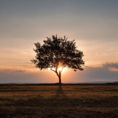 Obraz premium Majestic Tree Silhouette Against Sunset in Open Field Landscape