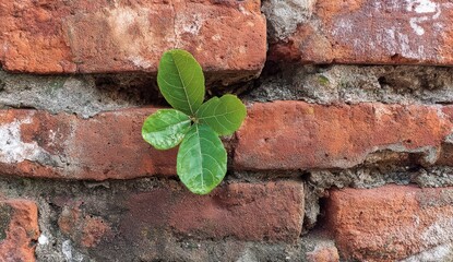 Green sprout in old brick wall