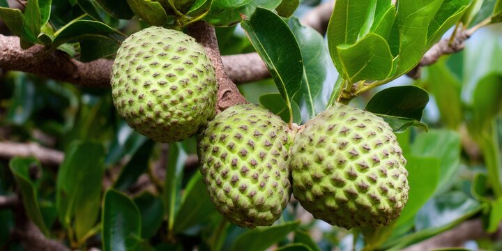 Three green sugar apples hang from a branch, showcasing the fruit's unique texture and shape.